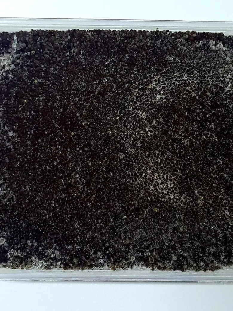 Black Tobikko Japanese — Frozen Seafood