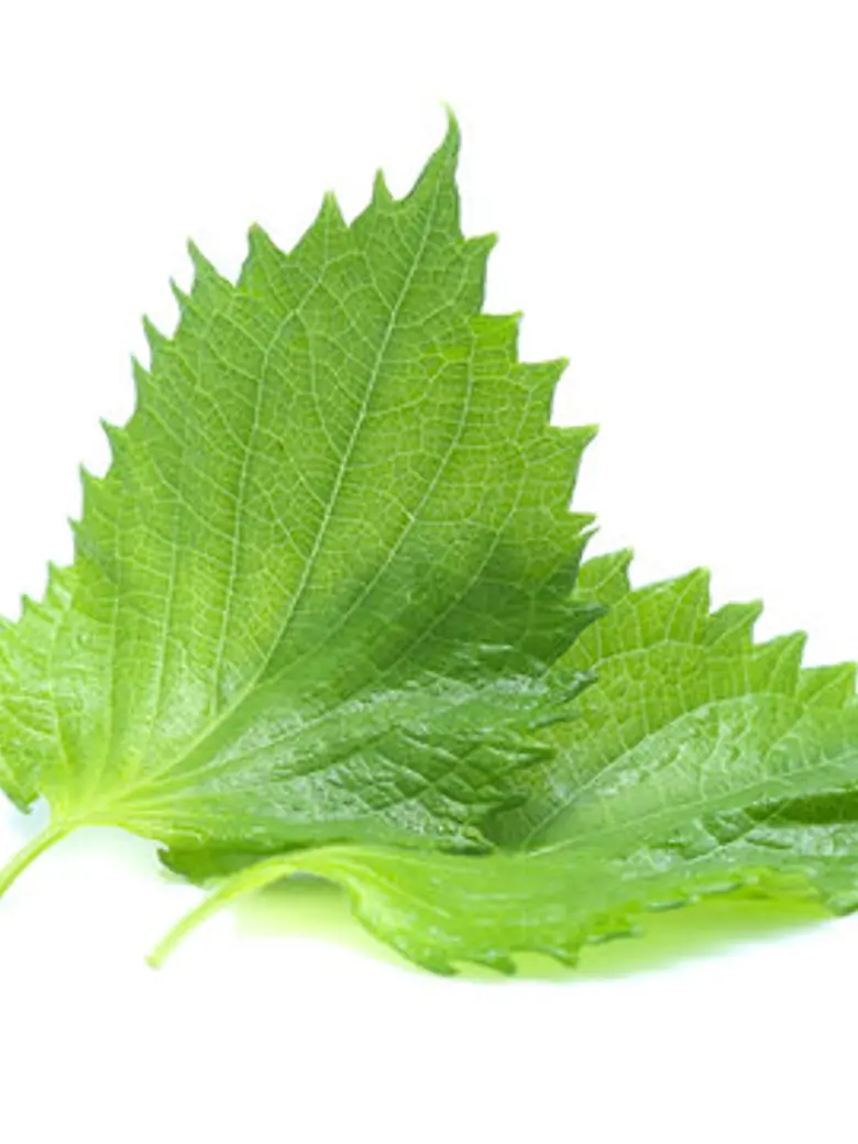 Shisho Leaves — Fresh Produce